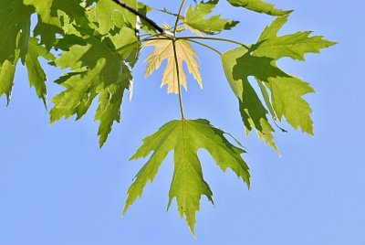Acer saccharinum - javor stříbrný - listy (53)